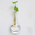 Bubbly™ Hydroponic Vases